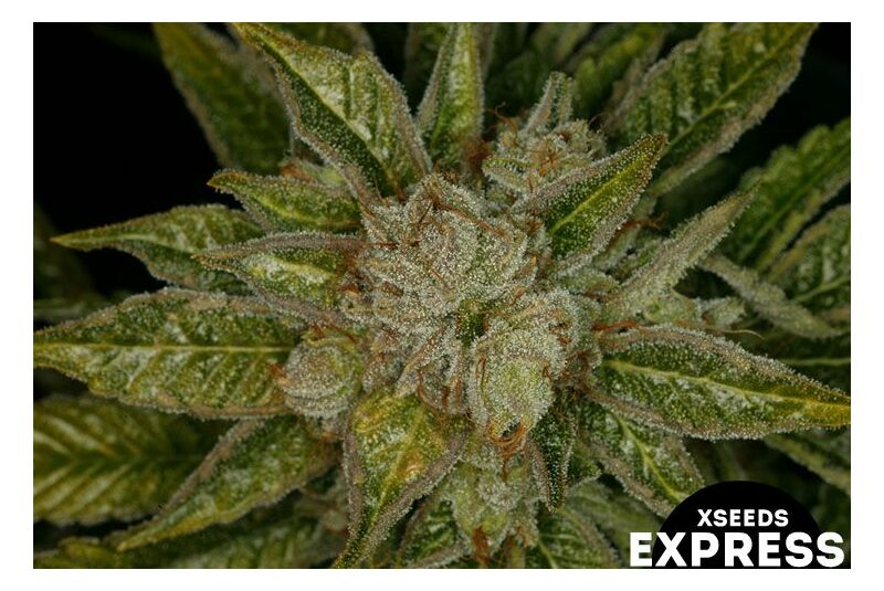 Экспресс Чернобыль, Фасовка: 5